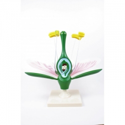  Model rośliny dwuliściennej - kwiat brzoskwini [przekrój]